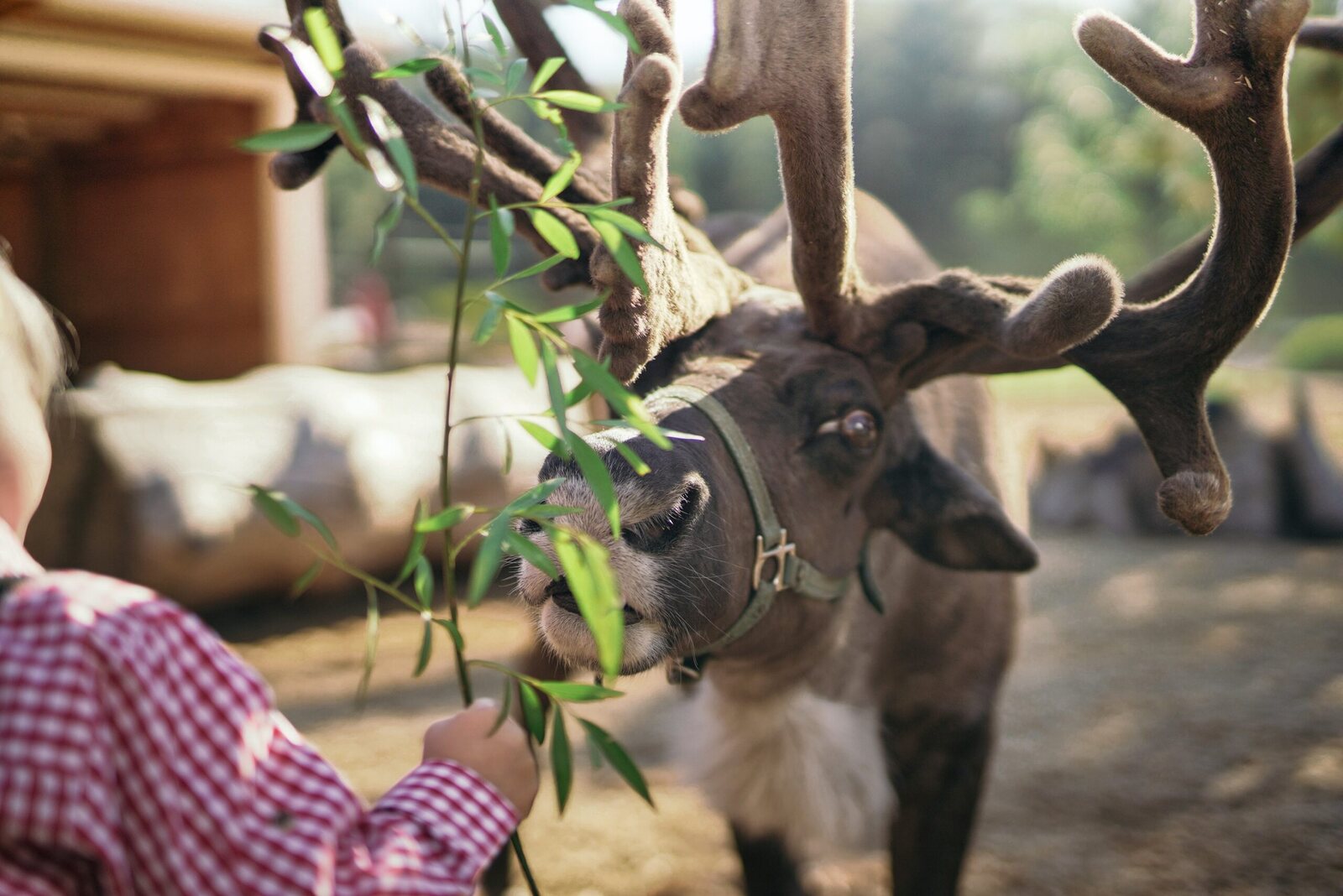 Magnus the reindeer eating leaves during a guided farm encounter